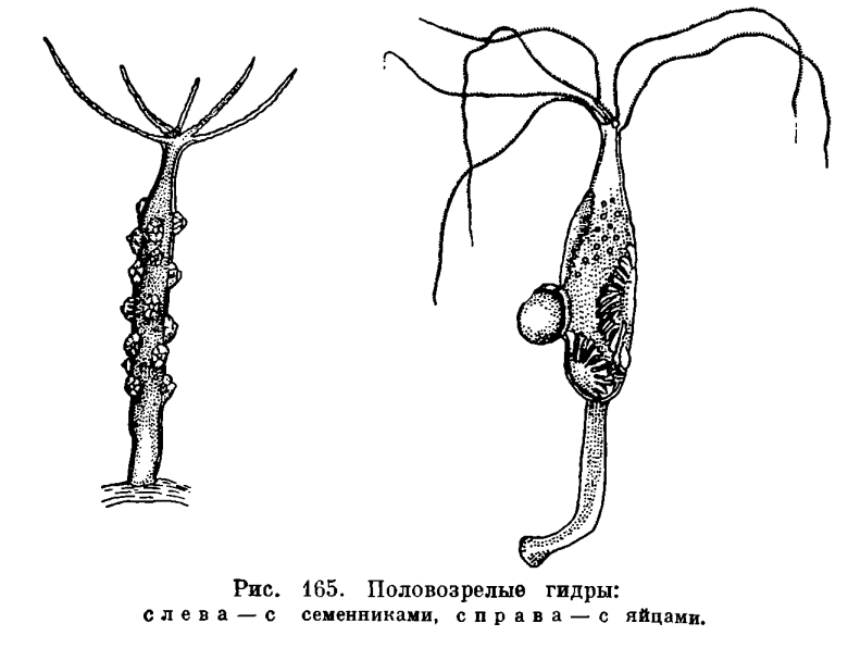 Омг телега